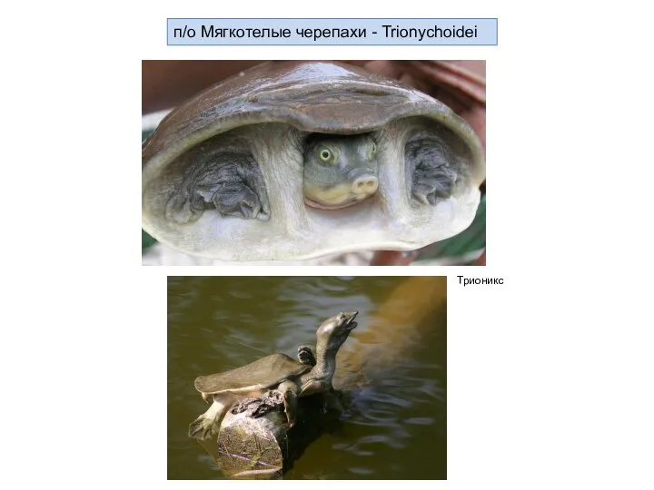п/о Мягкотелые черепахи - Trionychoidei Трионикс