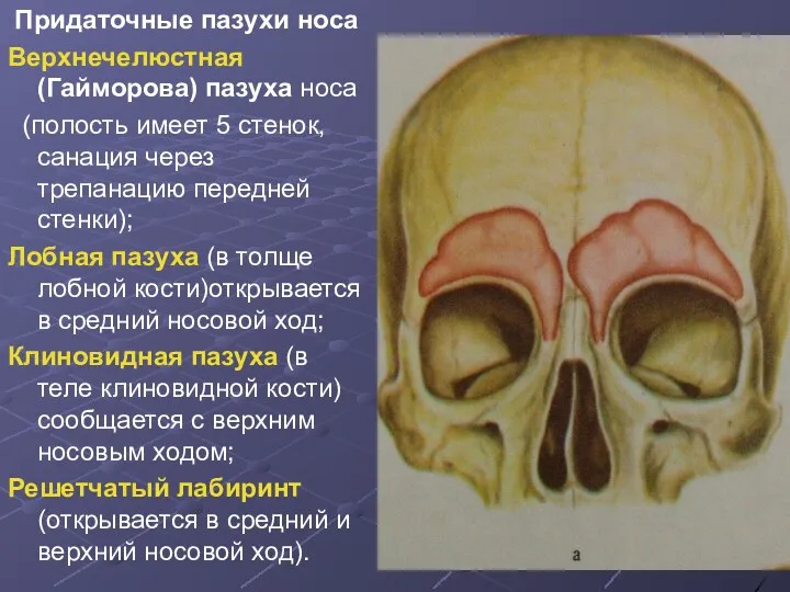 Придаточные пазухи носа Верхнечелюстная (Гайморова) пазуха носа (полость имеет 5