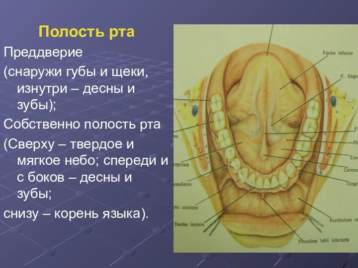 Полость рта Преддверие (снаружи губы и щеки, изнутри – десны