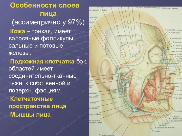 Особенности слоев лица (ассиметрично у 97%) Кожа – тонкая, имеет