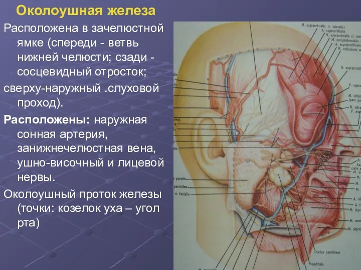 Околоушная железа Расположена в зачелюстной ямке (спереди - ветвь нижней