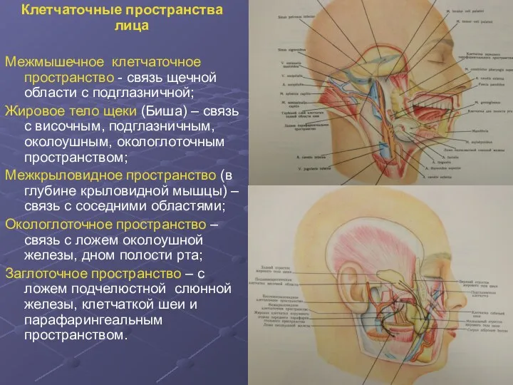 Клетчаточные пространства лица Межмышечное клетчаточное пространство - связь щечной области