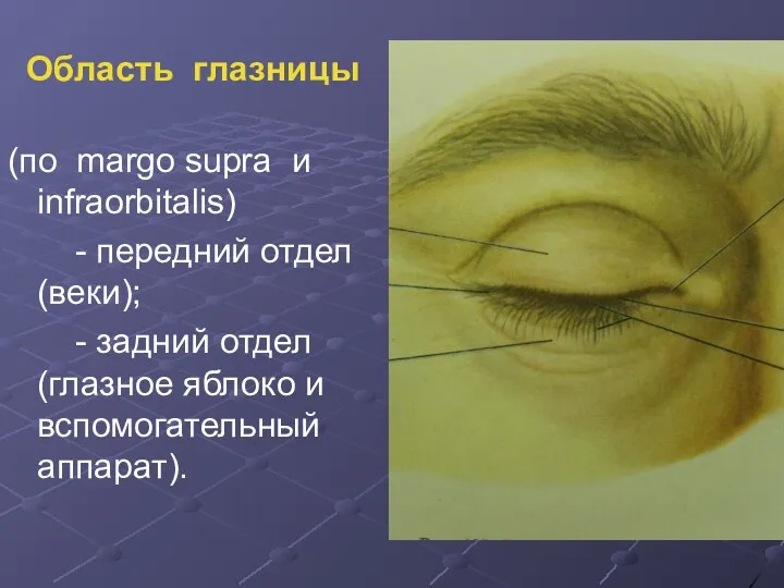 Область глазницы (по margo supra и infraorbitalis) - передний отдел