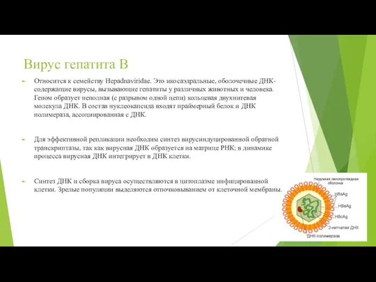 Вирус гепатита В Относится к семейству Hepadnaviridae. Это икосаэдральные, оболочечные