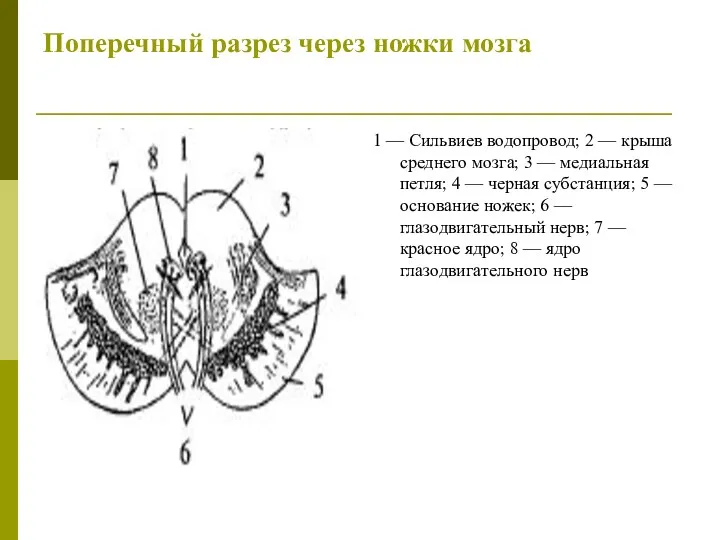 Поперечный разрез через ножки мозга 1 — Сильвиев водопровод; 2