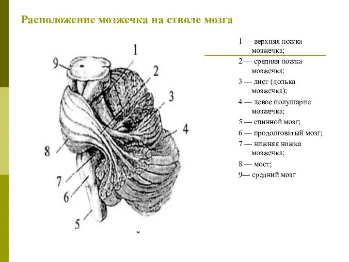 Расположение мозжечка на стволе мозга 1 — верхняя ножка мозжечка;