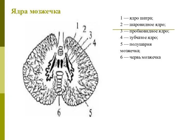 Ядра мозжечка 1 — ядро шатра; 2 — шаровидное ядро;