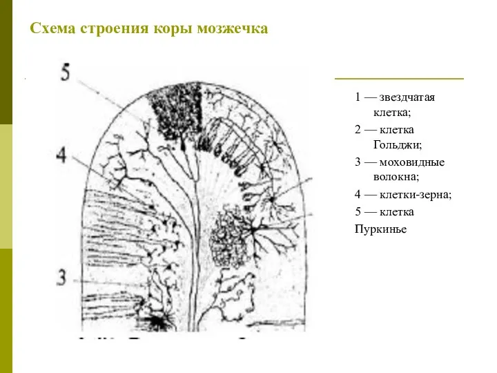 Схема строения коры мозжечка 1 — звездчатая клетка; 2 —