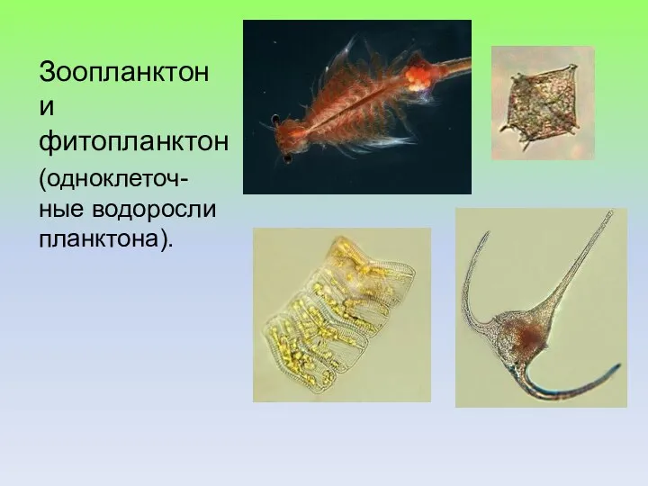 Зоопланктон и фитопланктон (одноклеточ-ные водоросли планктона).