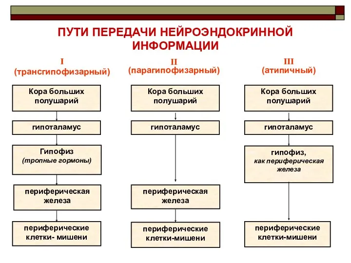 ПУТИ ПЕРЕДАЧИ НЕЙРОЭНДОКРИННОЙ ИНФОРМАЦИИ I (трансгипофизарный) II (парагипофизарный) III (атипичный)