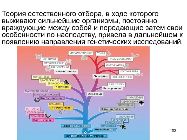 Теория естественного отбора, в ходе которого выживают сильнейшие организмы, постоянно