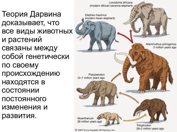 Теория Дарвина доказывает, что все виды животных и растений связаны