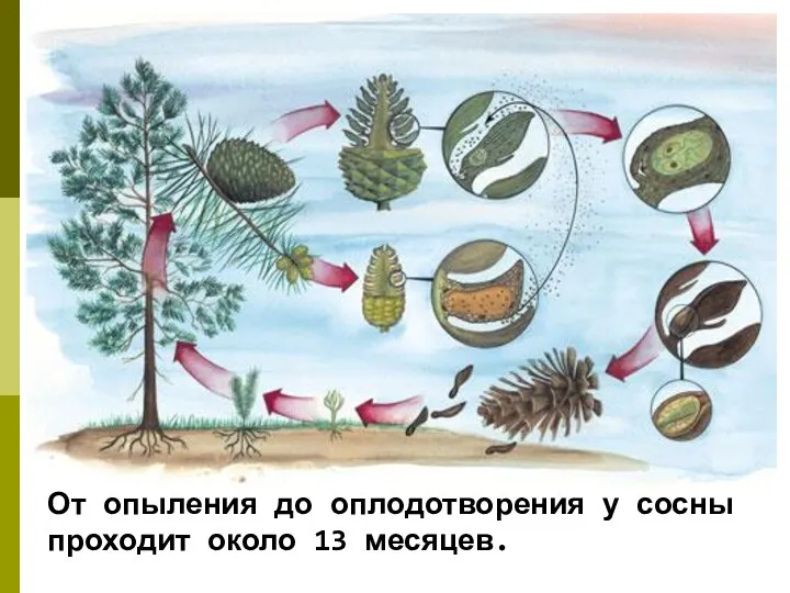 От опыления до оплодотворения у сосны проходит около 13 месяцев.