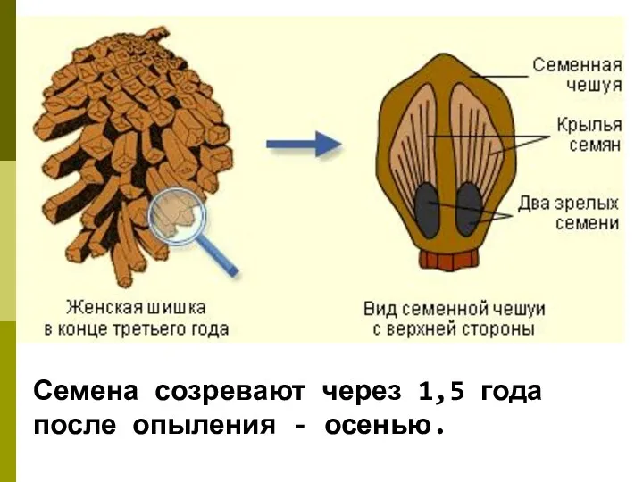 Семена созревают через 1,5 года после опыления - осенью.