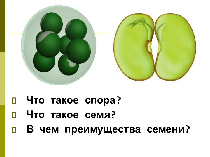 Что такое спора? Что такое семя? В чем преимущества семени?