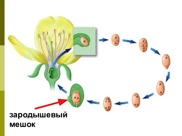 зародышевый мешок