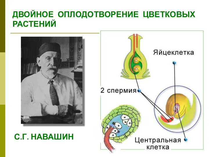 ДВОЙНОЕ ОПЛОДОТВОРЕНИЕ ЦВЕТКОВЫХ РАСТЕНИЙ С.Г. НАВАШИН