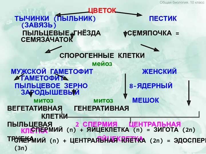 ЦВЕТОК ТЫЧИНКИ (ПЫЛЬНИК) ПЕСТИК (ЗАВЯЗЬ) ПЫЛЬЦЕВЫЕ ГНЁЗДА СЕМЯПОЧКА = СЕМЯЗАЧАТОК