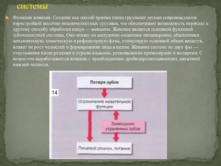 Функция жевания. Сосание как способ приема пищи грудными детьми сопровождается