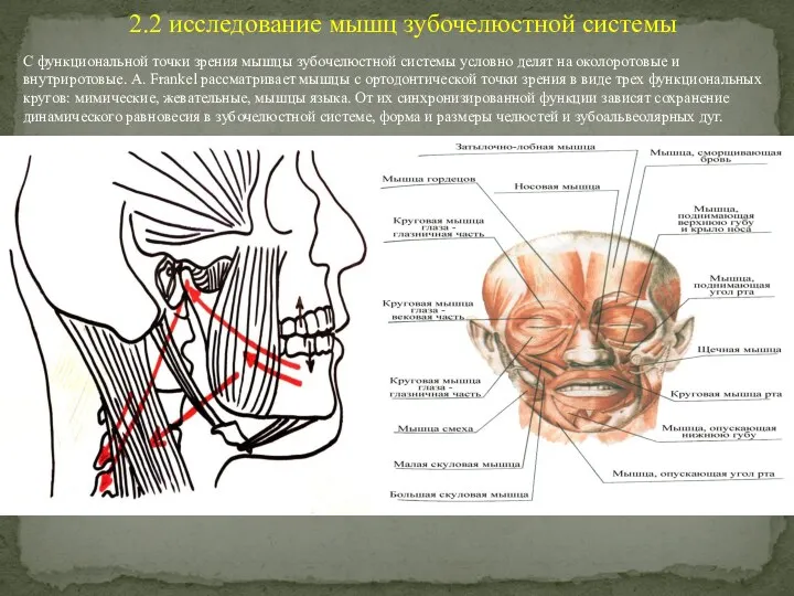 С функциональной точки зрения мышцы зубочелюстной системы условно делят на