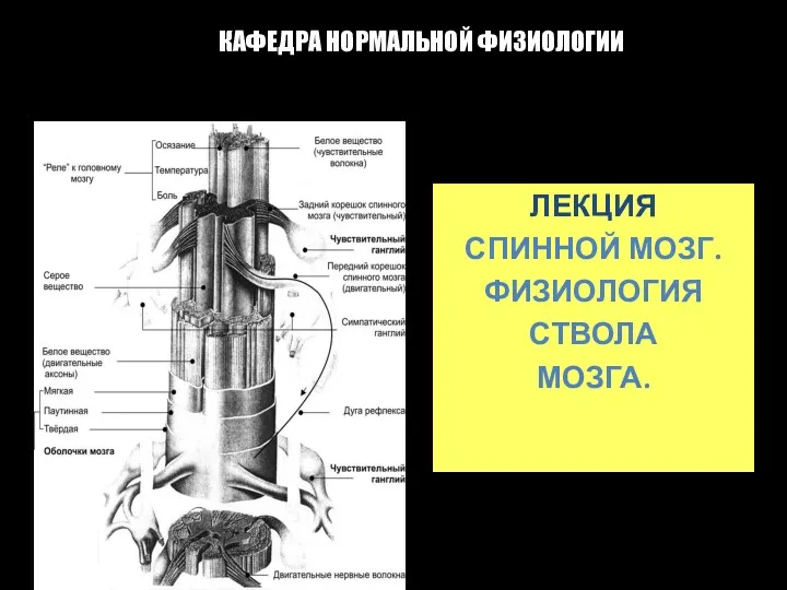 Спинной мозг. Физиология ствола мозга