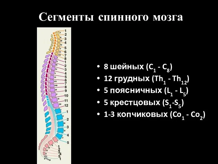Сегменты спинного мозга 8 шейных (C1 - C8) 12 грудных