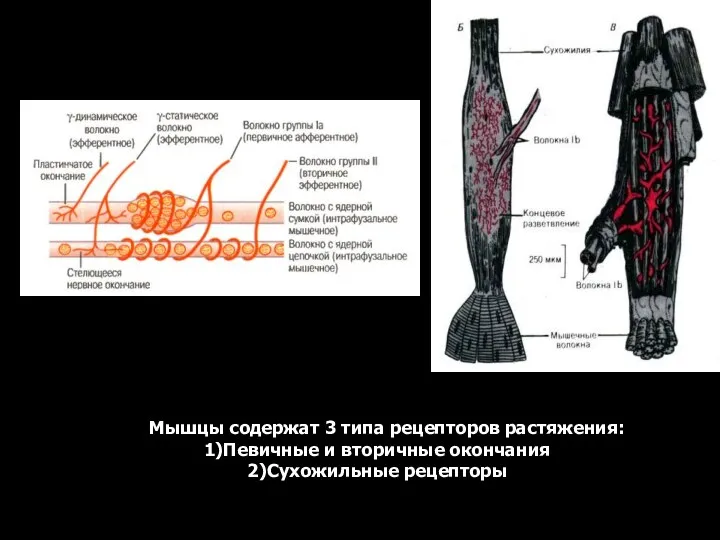 Мышцы содержат 3 типа рецепторов растяжения: Певичные и вторичные окончания Сухожильные рецепторы