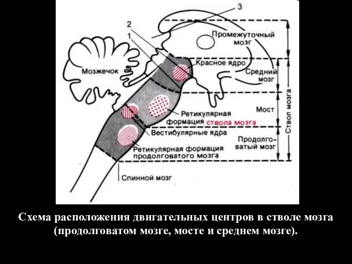 Схема расположения двигательных центров в стволе мозга (продолговатом мозге, мосте и среднем мозге).