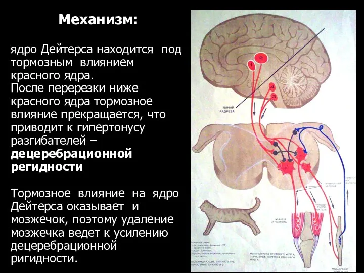 Механизм: ядро Дейтерса находится под тормозным влиянием красного ядра. После