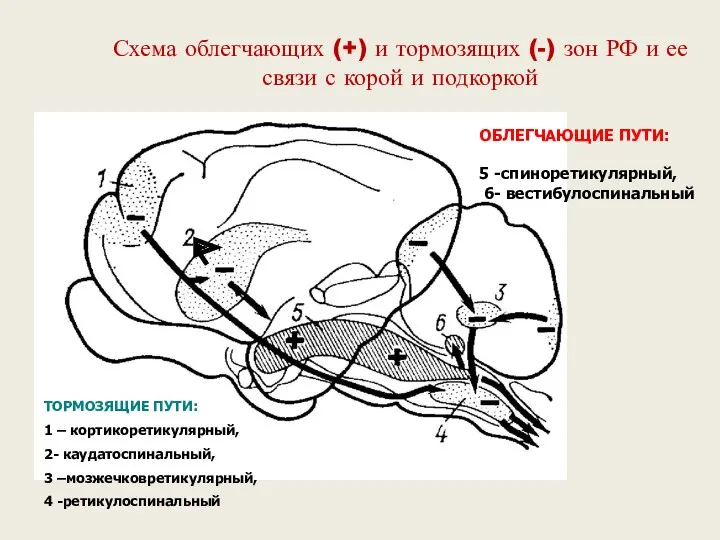 Схема облегчающих (+) и тормозящих (-) зон РФ и ее