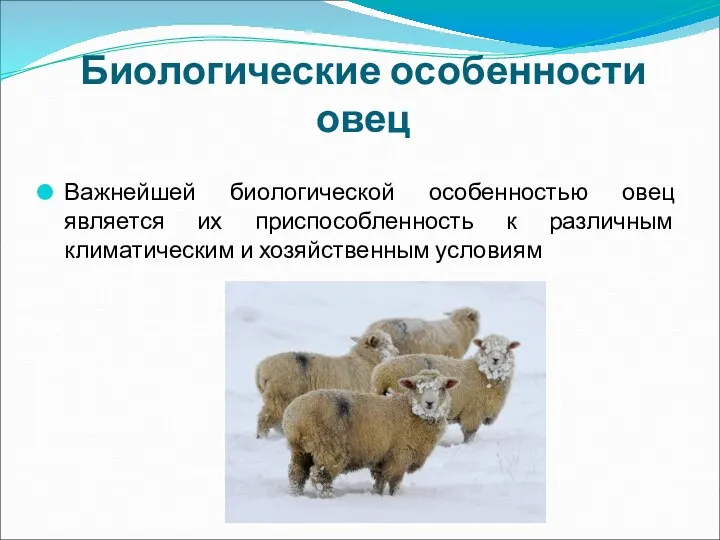 Биологические особенности овец Важнейшей биологической особенностью овец является их приспособленность к различным климатическим и хозяйственным условиям