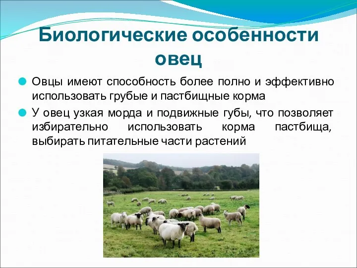 Биологические особенности овец Овцы имеют способность более полно и эффективно