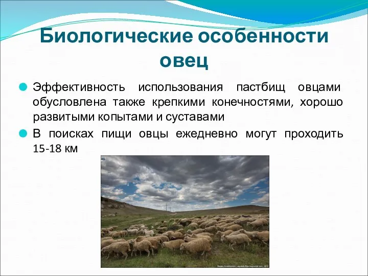 Биологические особенности овец Эффективность использования пастбищ овцами обусловлена также крепкими