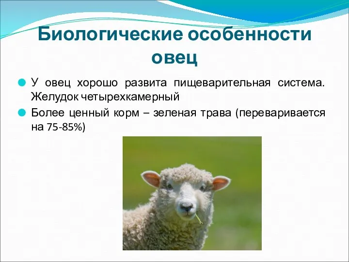Биологические особенности овец У овец хорошо развита пищеварительная система. Желудок