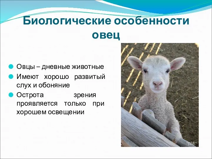Биологические особенности овец Овцы – дневные животные Имеют хорошо развитый