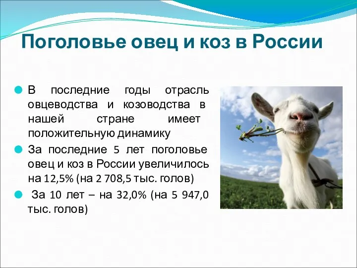 Поголовье овец и коз в России В последние годы отрасль