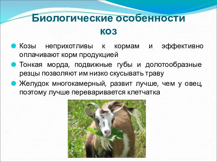 Биологические особенности коз Козы неприхотливы к кормам и эффективно оплачивают