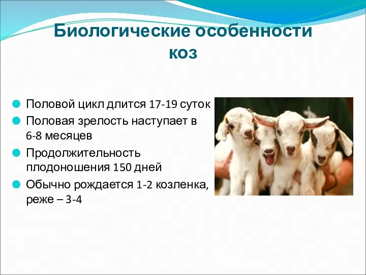 Биологические особенности коз Половой цикл длится 17-19 суток Половая зрелость