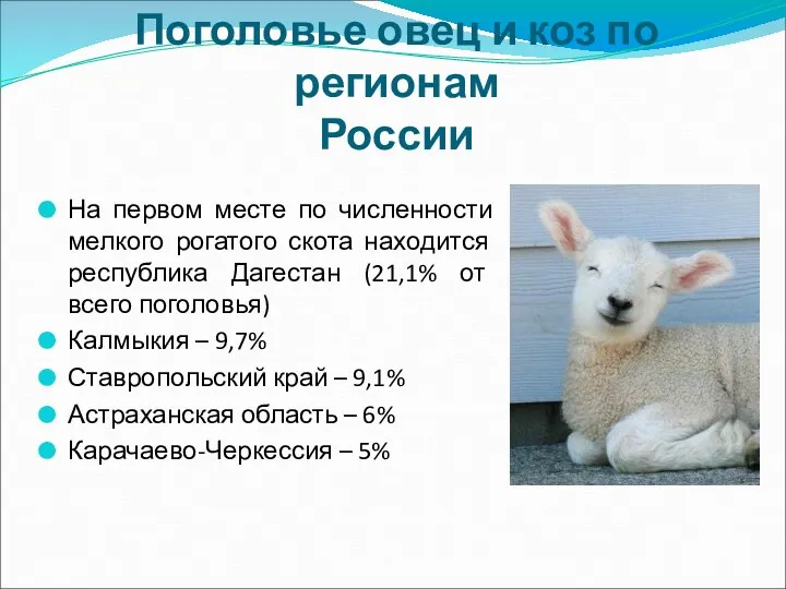 Поголовье овец и коз по регионам России На первом месте