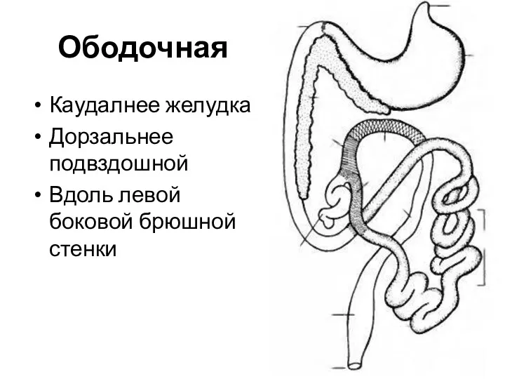 Ободочная Каудалнее желудка Дорзальнее подвздошной Вдоль левой боковой брюшной стенки