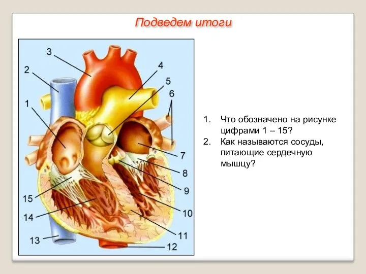 Подведем итоги Что обозначено на рисунке цифрами 1 – 15? Как называются сосуды, питающие сердечную мышцу?