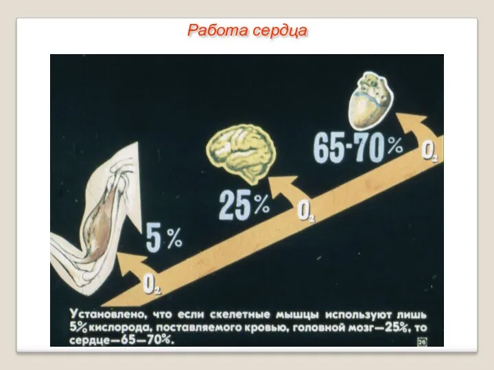 Работа сердца