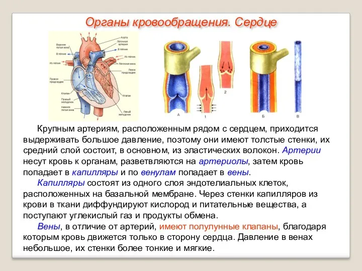 Крупным артериям, расположенным рядом с сердцем, приходится выдерживать большое давление,