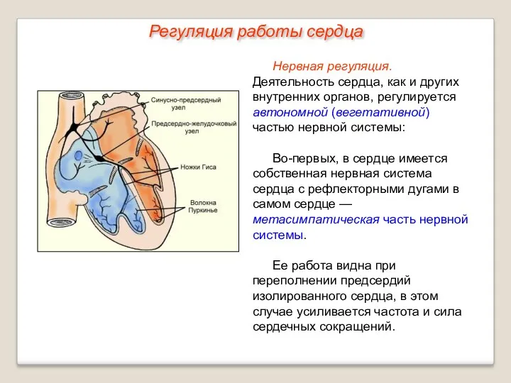 Нервная регуляция. Деятельность сердца, как и других внутренних органов, регулируется