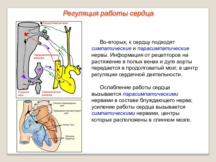 Во-вторых, к сердцу подходят симпатические и парасимпатические нервы. Информация от