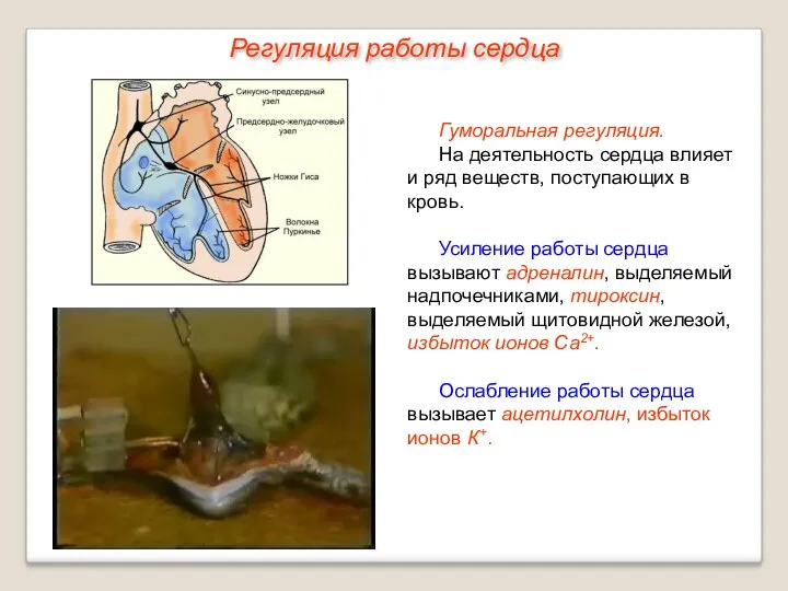 Гуморальная регуляция. На деятельность сердца влияет и ряд веществ, поступающих