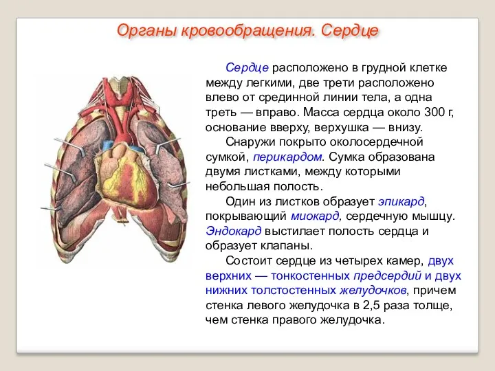 Сердце расположено в грудной клетке между легкими, две трети расположено