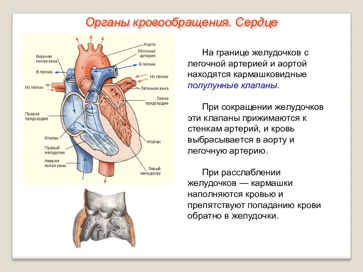 На границе желудочков с легочной артерией и аортой находятся кармашковидные