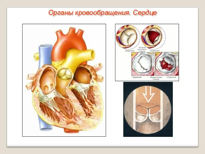 Органы кровообращения. Сердце