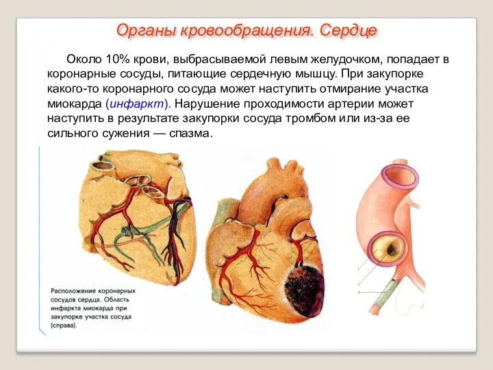 Около 10% крови, выбрасываемой левым желудочком, попадает в коронарные сосуды,